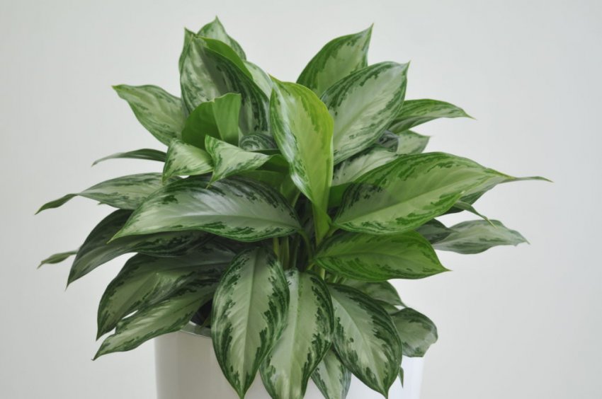 Aglaonema