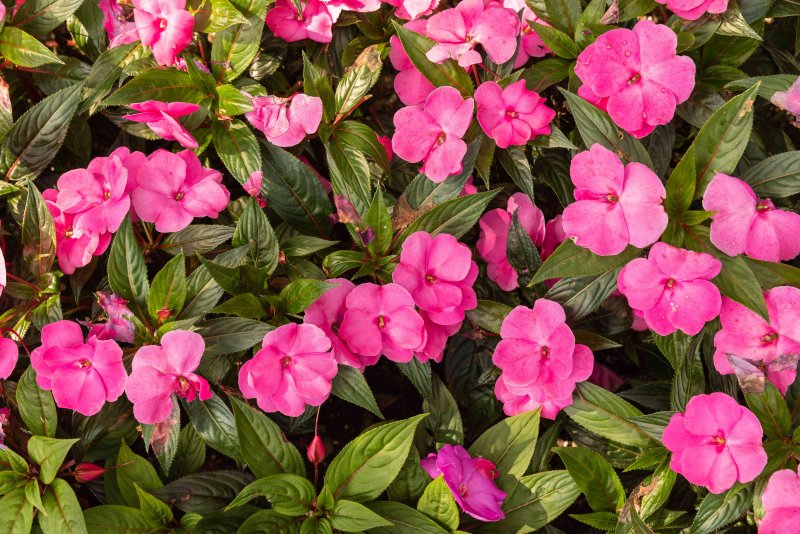 Impatiens