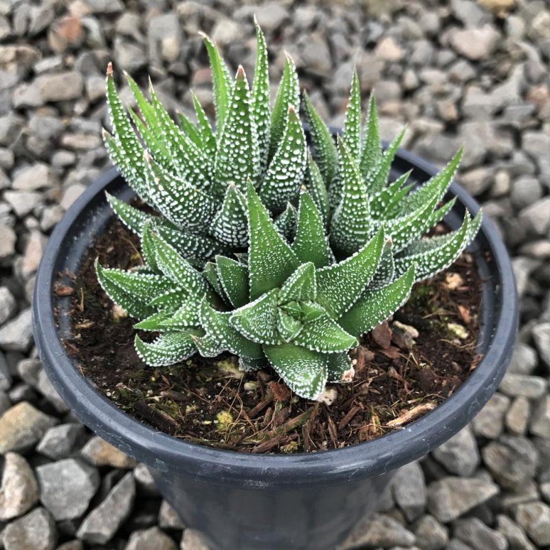 Haworthia fasciata