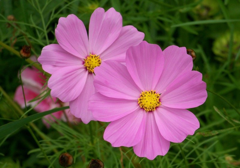 Flor de Cosmos 