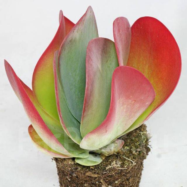 Kalanchoe thyrsiflora