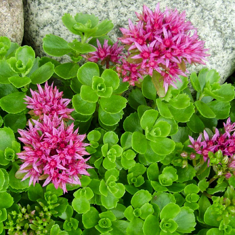 Sedum-vistoso