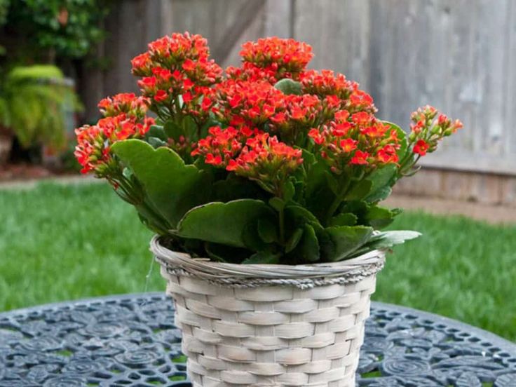 Kalanchoe blossfeldiana