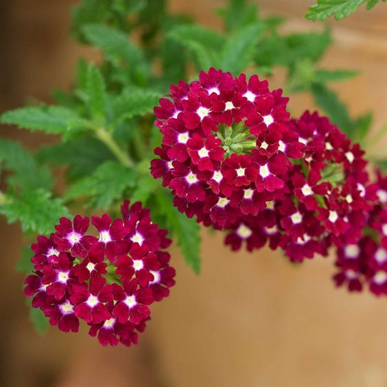 Verbena