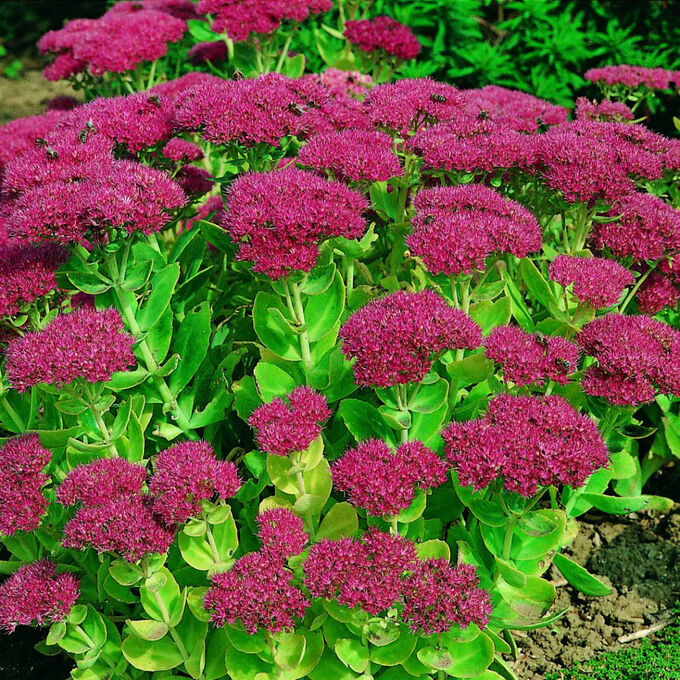 Sedum-vistoso