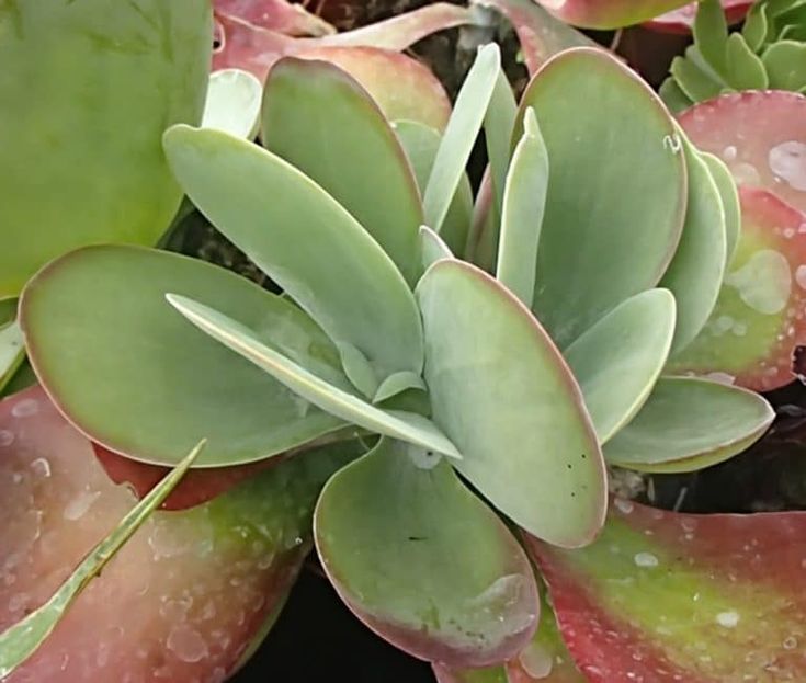 Kalanchoe thyrsiflora