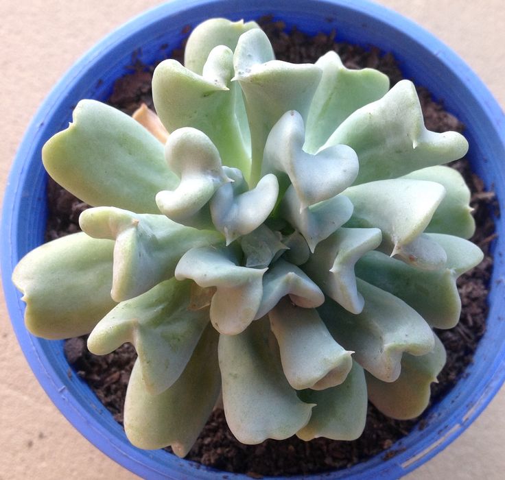 Echeveria Runyonii: Beleza, Facilidade e Como Expandir Sua Coleção de Suculentas