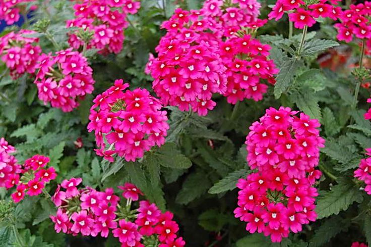 Verbena