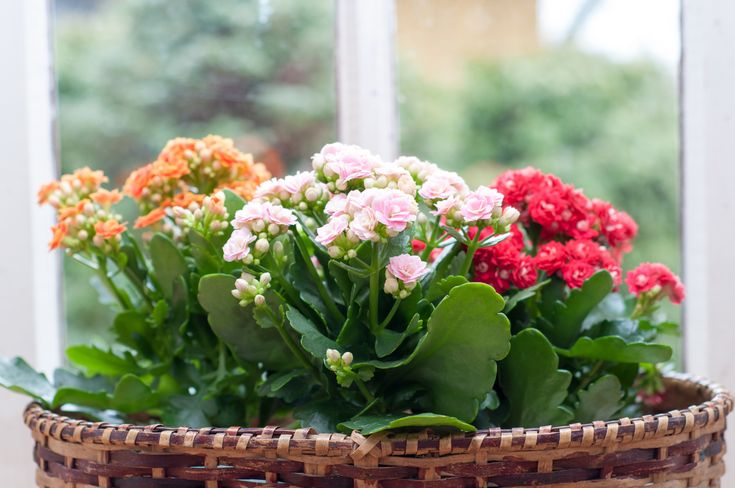 Kalanchoe blossfeldiana