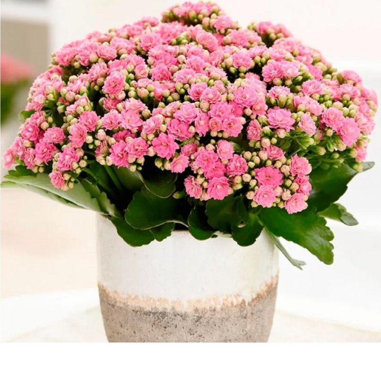 Kalanchoe blossfeldiana