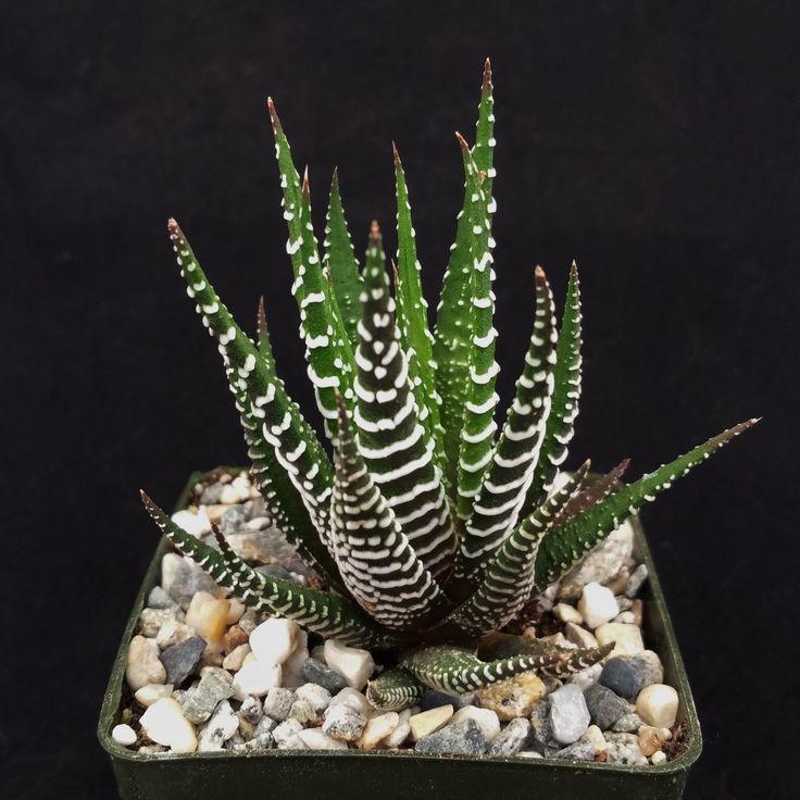 Haworthia fasciata