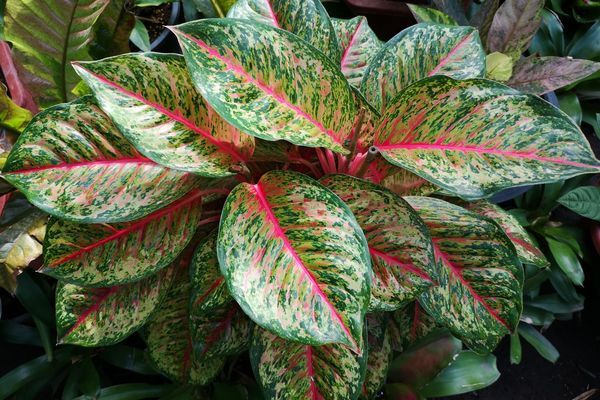 Aglaonema