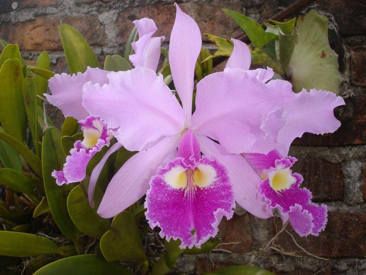 orquídea-cattleya