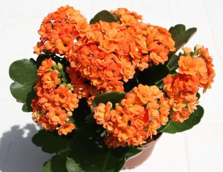 Kalanchoe blossfeldiana