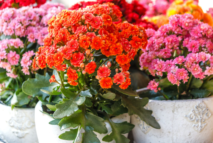 Kalanchoe blossfeldiana