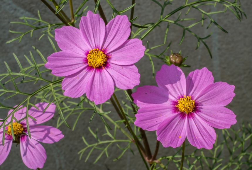 Flor de Cosmos 