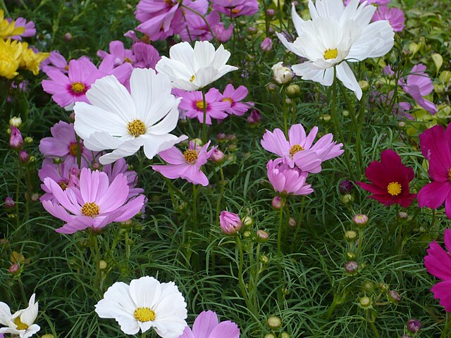 Flor de Cosmos 