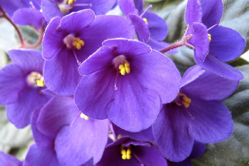 violetas 