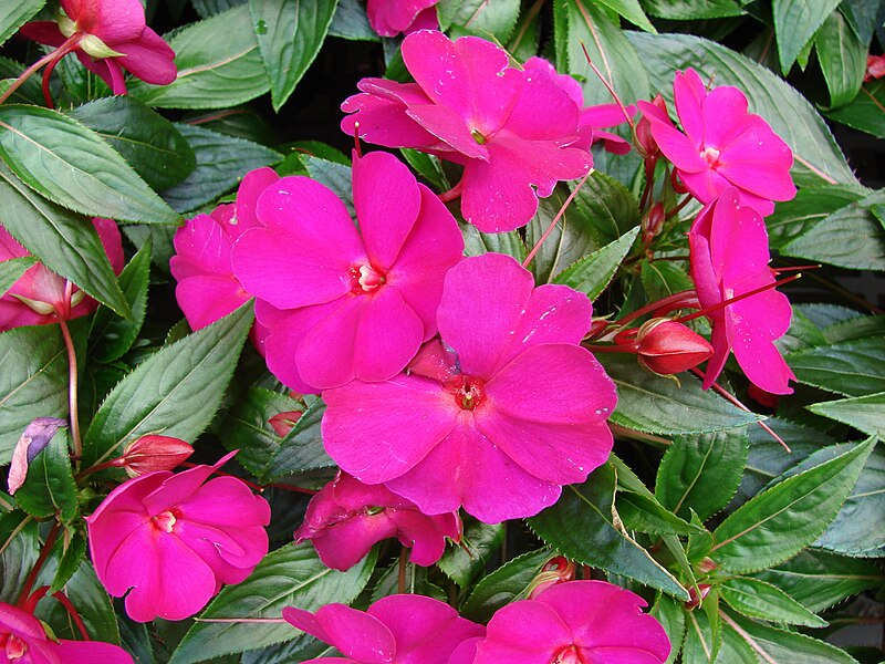 Impatiens