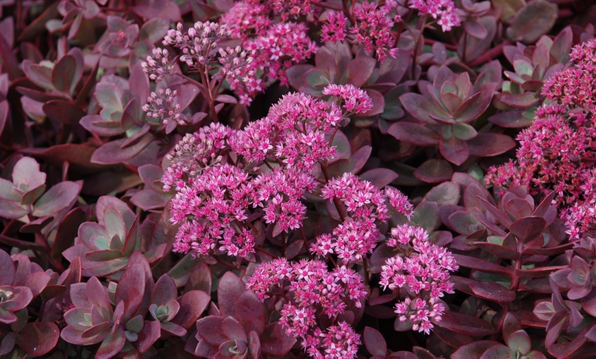 Sedum-vistoso