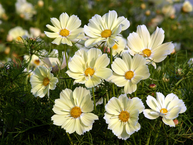 Flor de Cosmos 