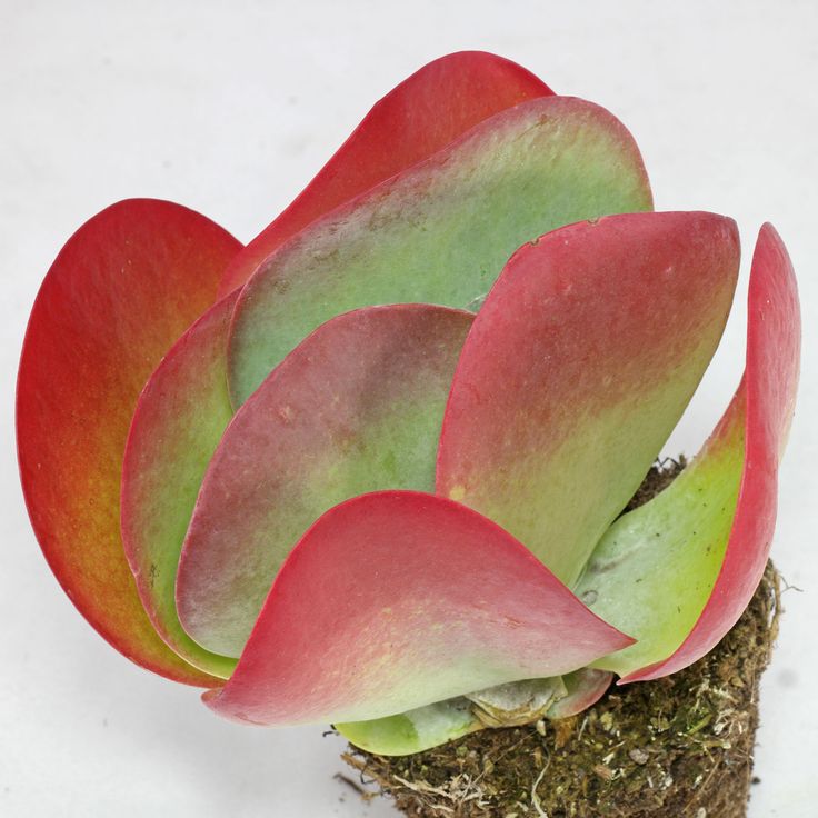 Kalanchoe thyrsiflora