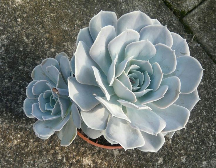 Echeveria Runyonii: Beleza, Facilidade e Como Expandir Sua Coleção de Suculentas