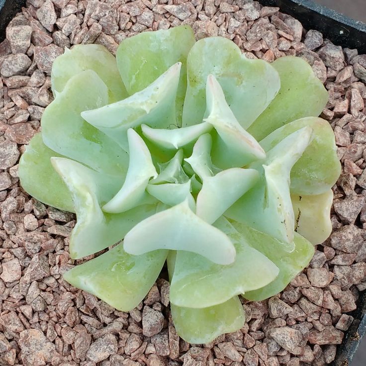 Echeveria Runyonii: Beleza, Facilidade e Como Expandir Sua Coleção de Suculentas