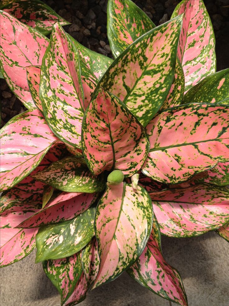 Aglaonema