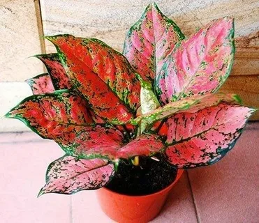 Aglaonema