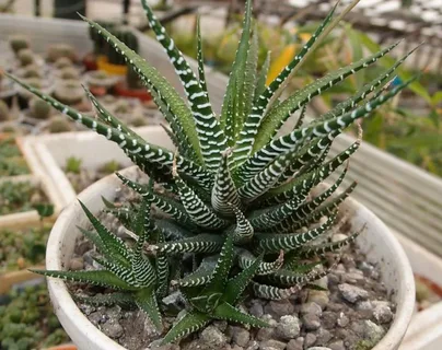 Haworthia fasciata