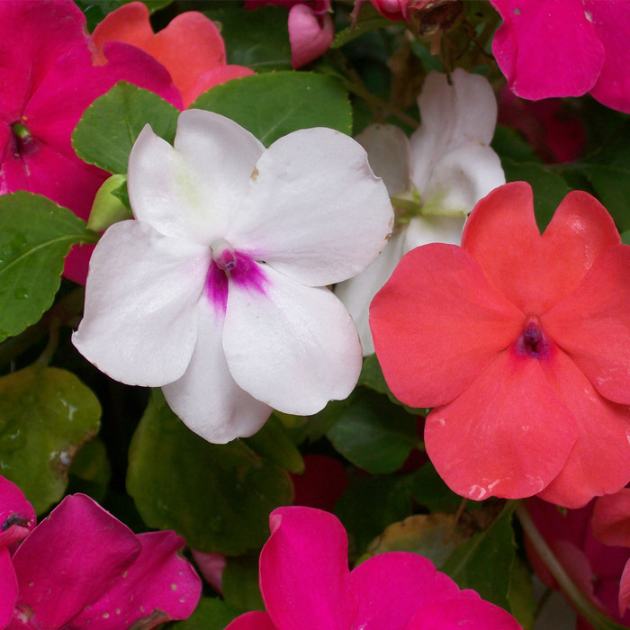 Impatiens