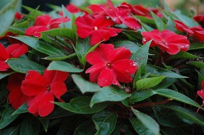 Impatiens