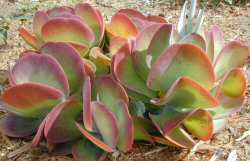 Kalanchoe thyrsiflora