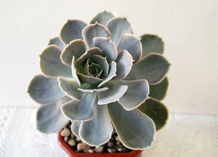 Echeveria Runyonii: Beleza, Facilidade e Como Expandir Sua Coleção de Suculentas