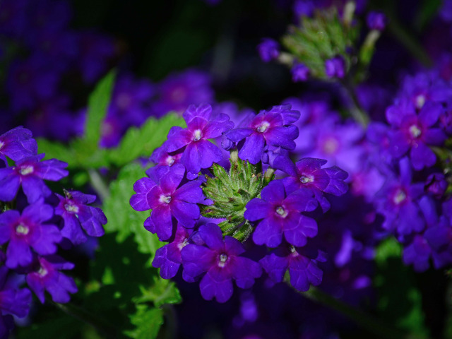 Verbena