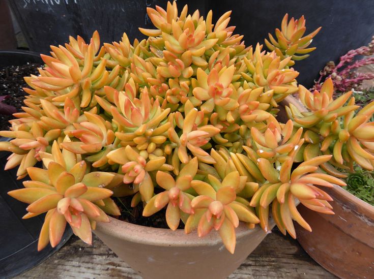 Sedum nussbaumerianum