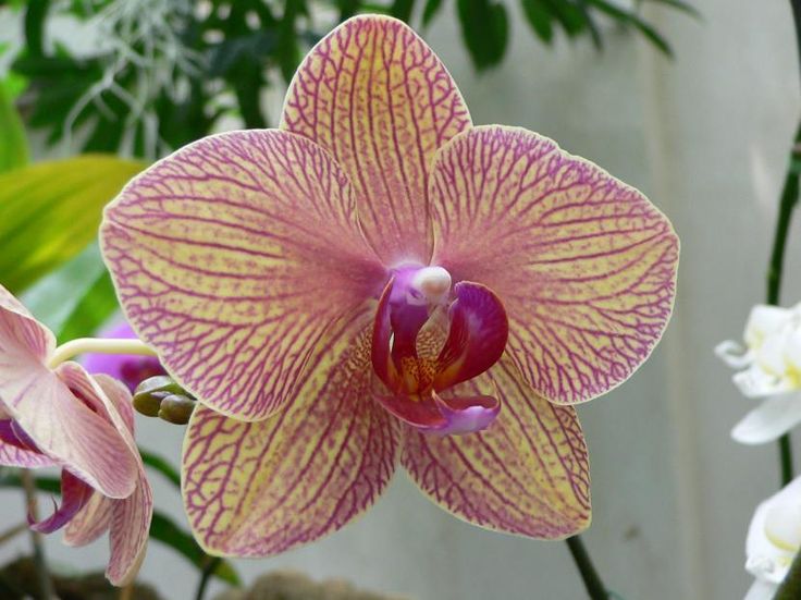 Orquídea Phalaenopsis