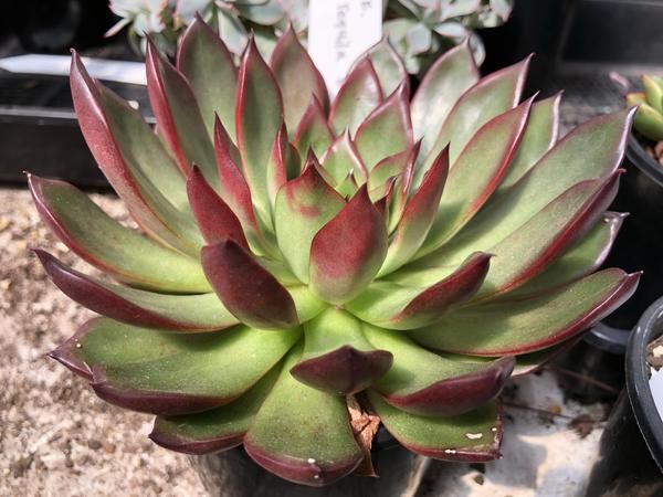 Echeveria Agavoides: A Suculenta do Amor e Amizade!