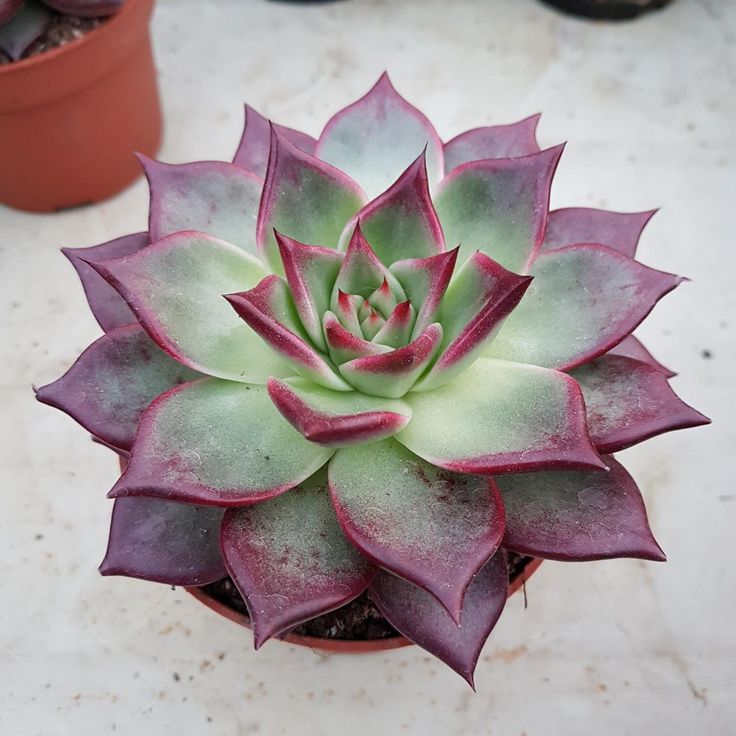 Echeveria Agavoides: A Suculenta do Amor e Amizade!