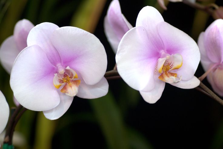 Orquídea Phalaenopsis