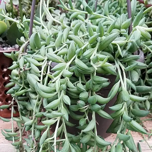 Senecio radicans: Beleza e Mitos da Suculenta que Encanta