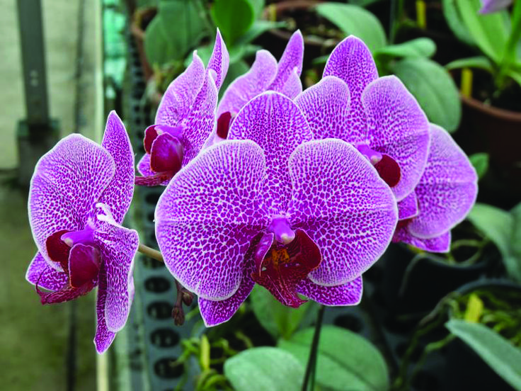 Orquídea Phalaenopsis