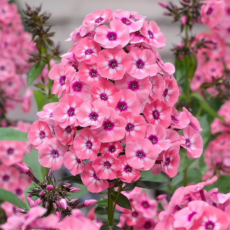 Phlox