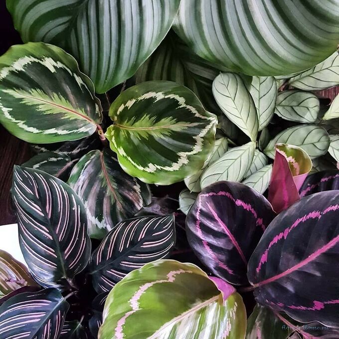 Calathea