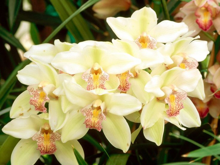 Orquídea Cymbidium