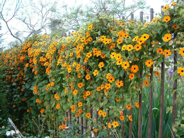 Thunbergia