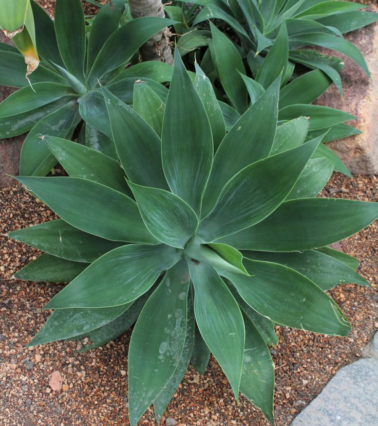 agave-dragão 