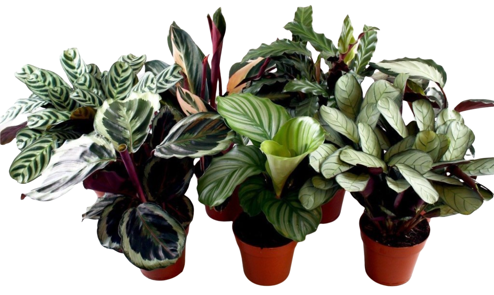 Calathea