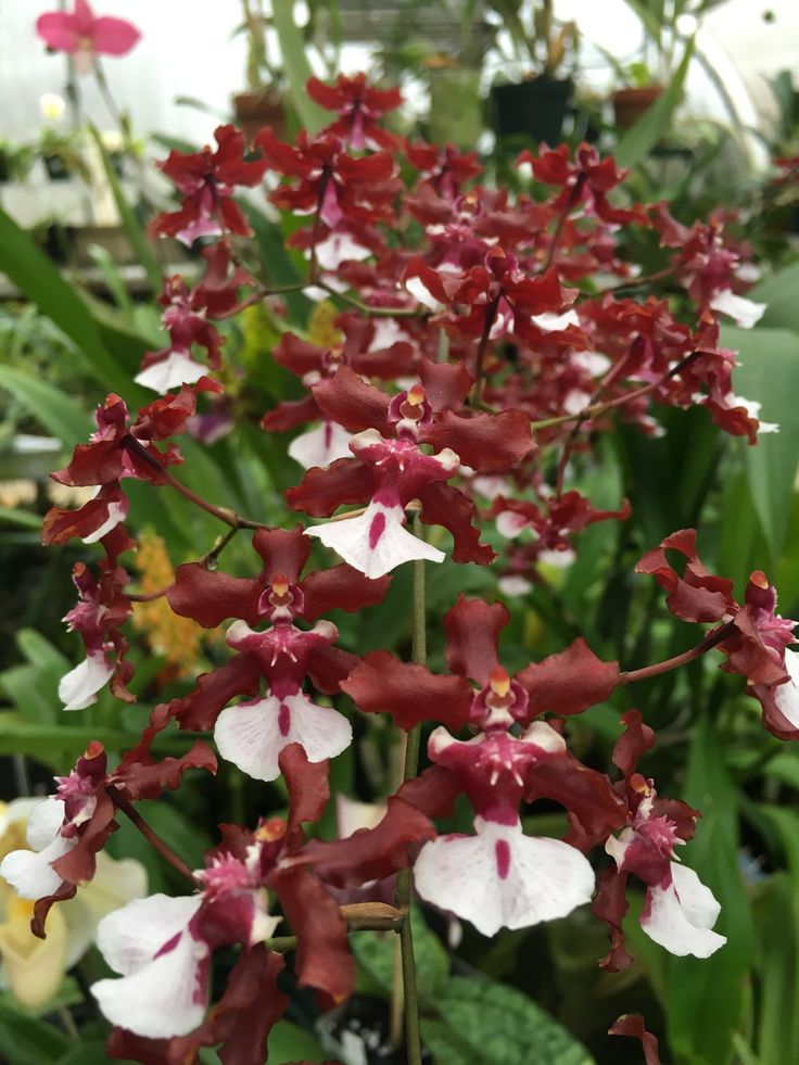 Orquídea Oncidium